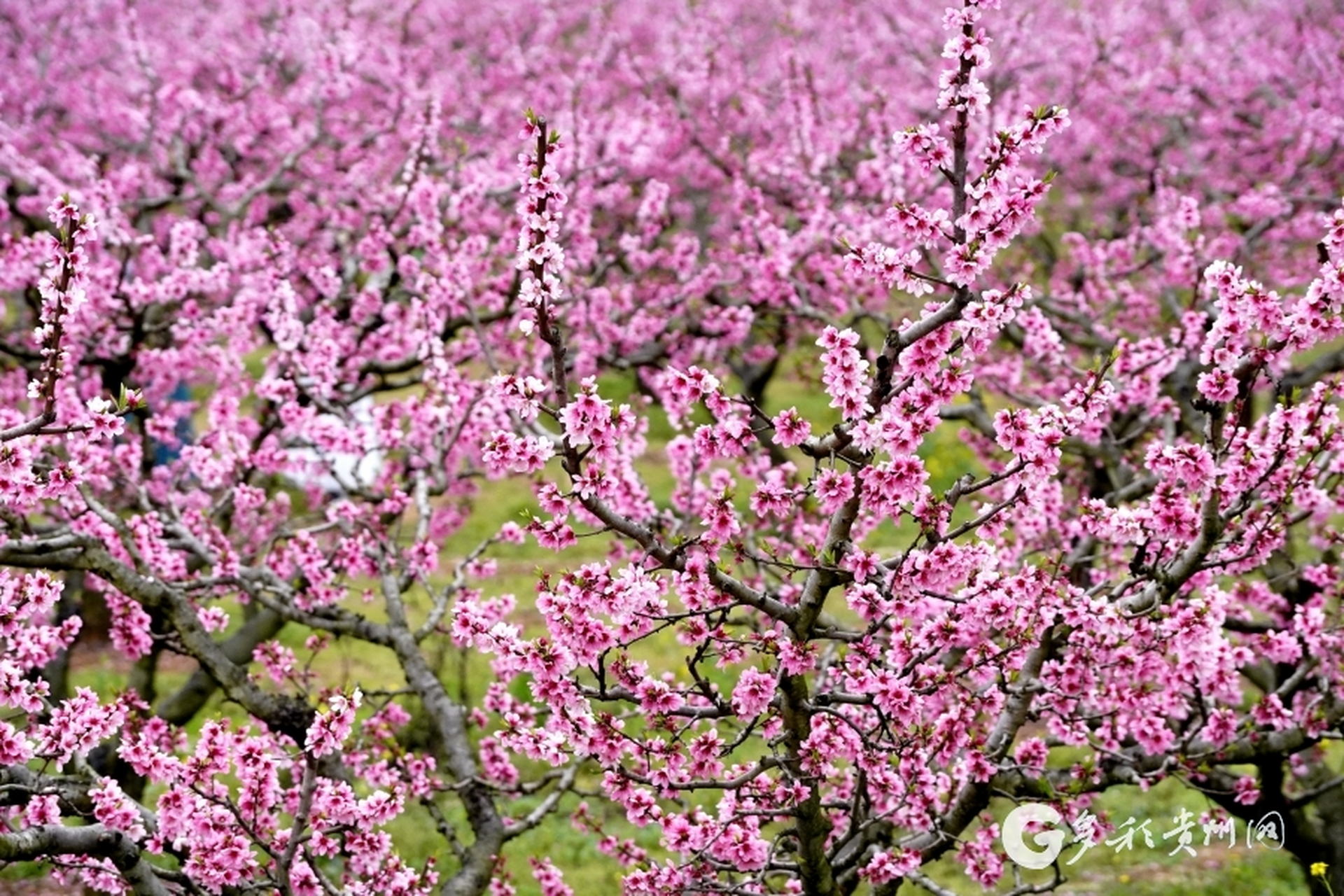 【永乐桃花】近日,贵阳市南明区永乐乡万亩桃花进入盛花期,漫山遍野的