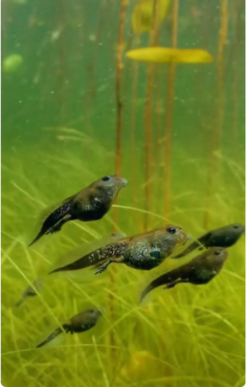 小蝌蚪面部放大后的样子,你还会觉得可爱吗?