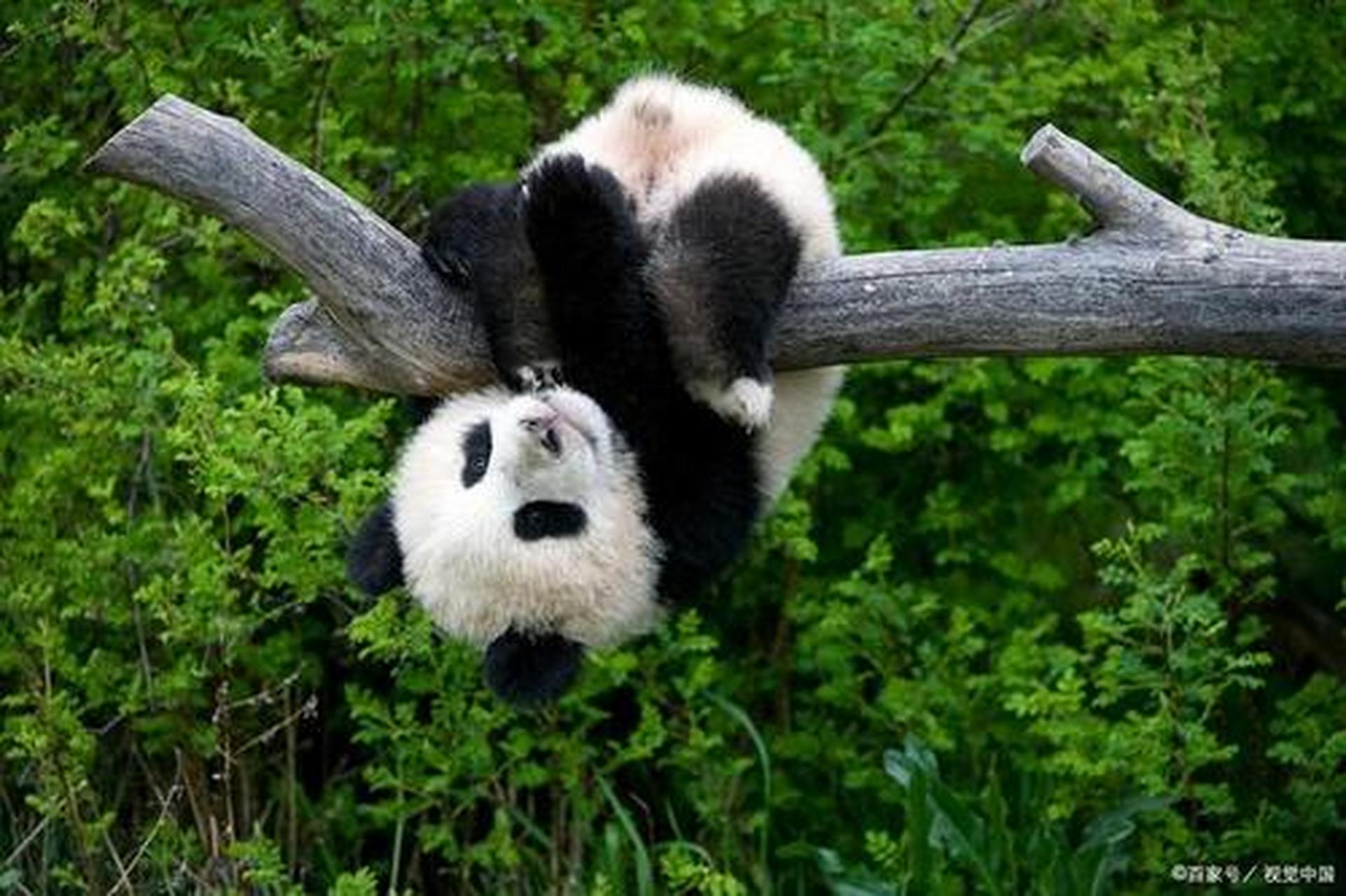 在中国四川雅安宝兴县发现了第一只大熊猫,被命名"猫熊"