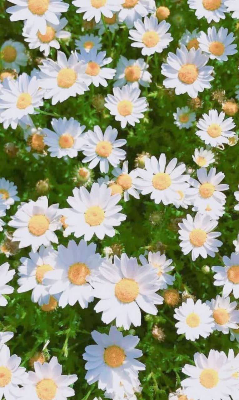 在我们老家农村,贴春联都是用浆糊,在锅里煮点浆糊,趁热把春联贴在门