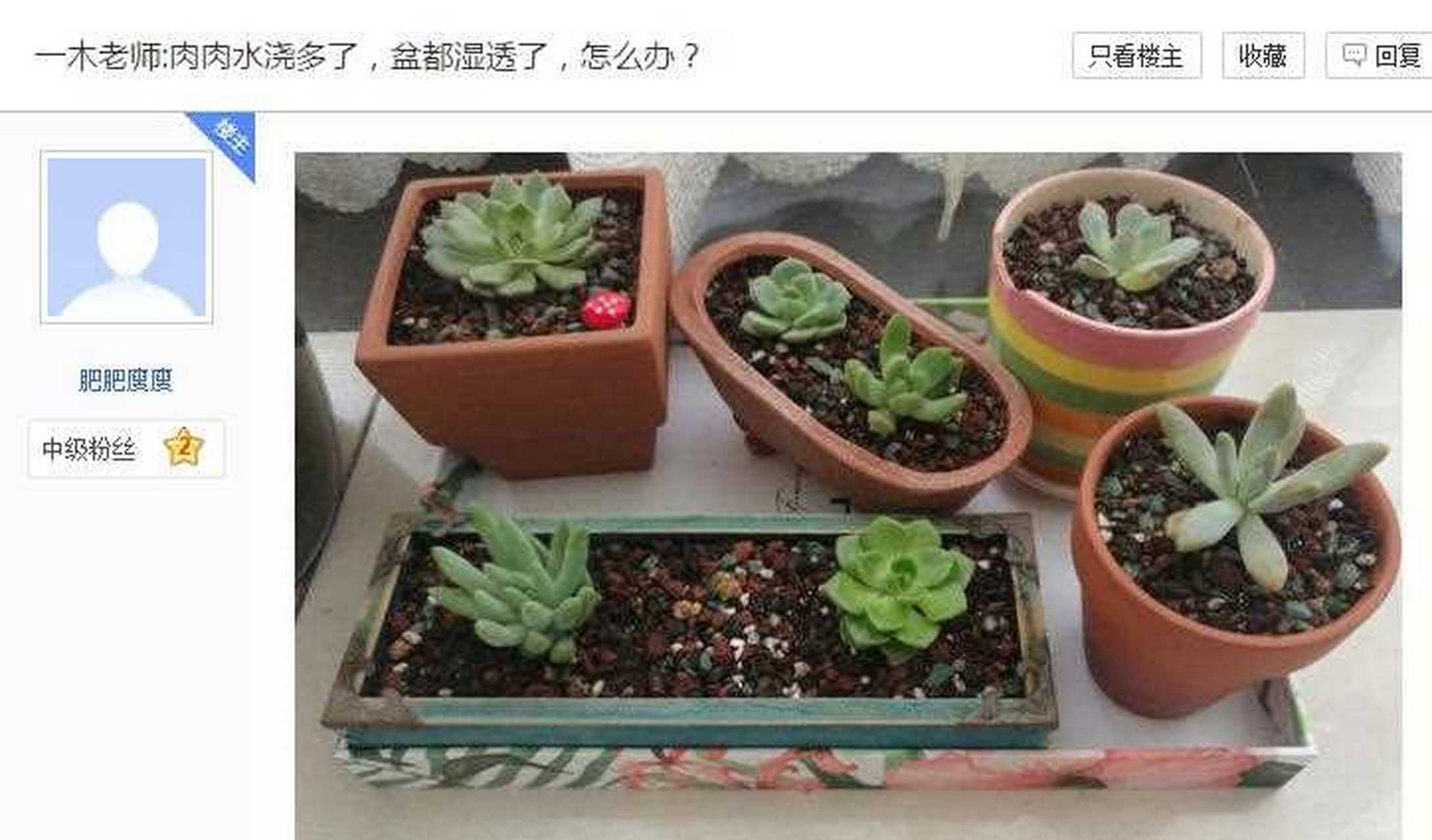 问:一木老师,肉肉水浇多了,盆都湿透了,怎么办?