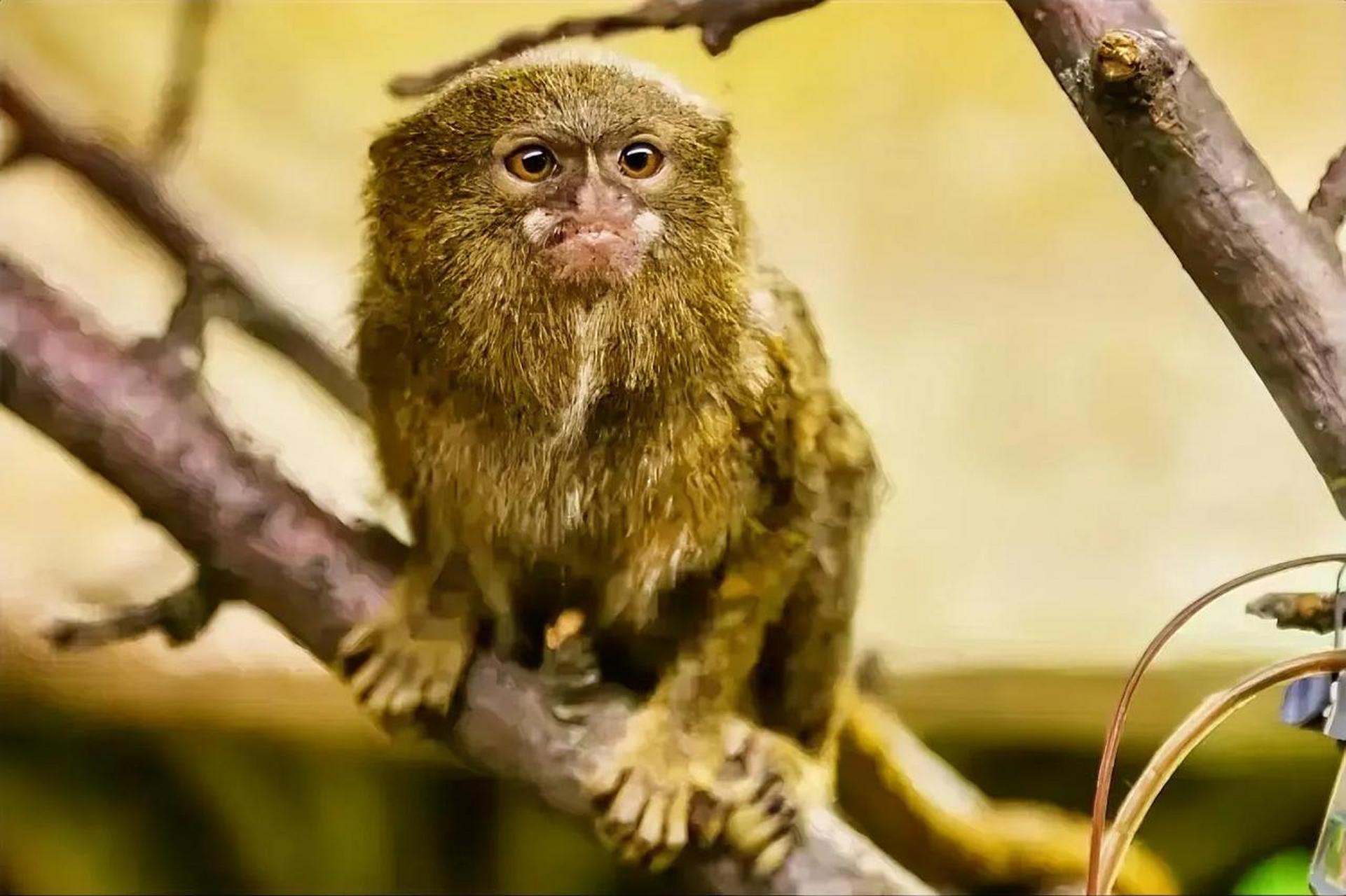 侏儒狨猴是世界上最小的猴子,平均身高约为12厘米多点,体重110多克