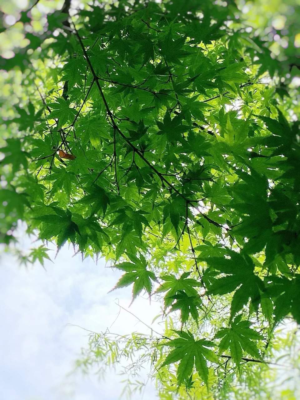 每一片叶子都是可爱的 春天的美丽和宁静常常能够治愈心灵,每一片树叶