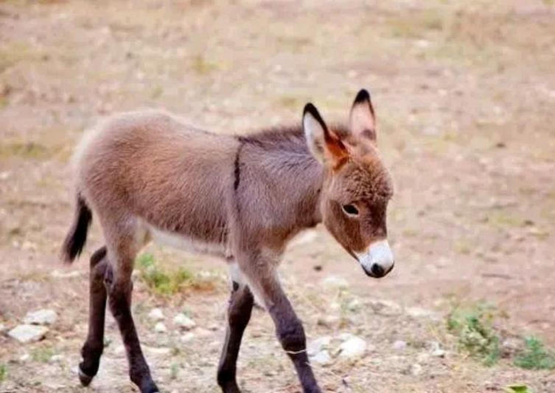 一头"病驴"只值50美元,一个犹太商人却花了100美元买回来,别人都笑他