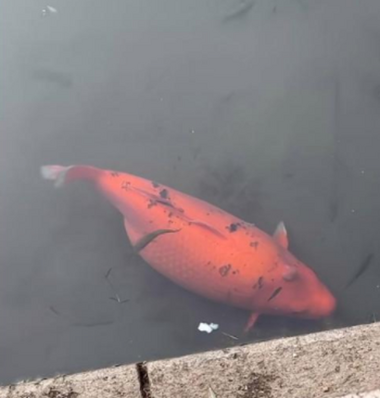 这锦鲤被投喂的都胖成猪了,请问还是锦鲤吗?