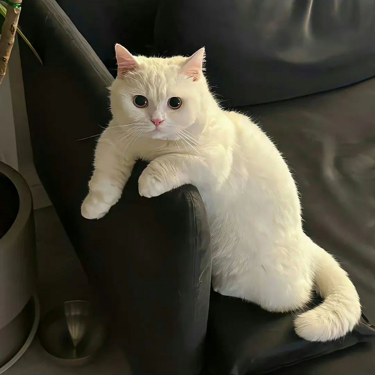 猫咪头像  "没人跟我讲话 我也不在乎 因为我是一只小猫咪 人类不懂我