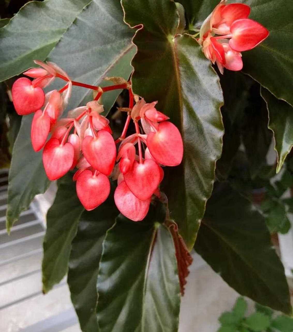 竹节海棠不开花图片