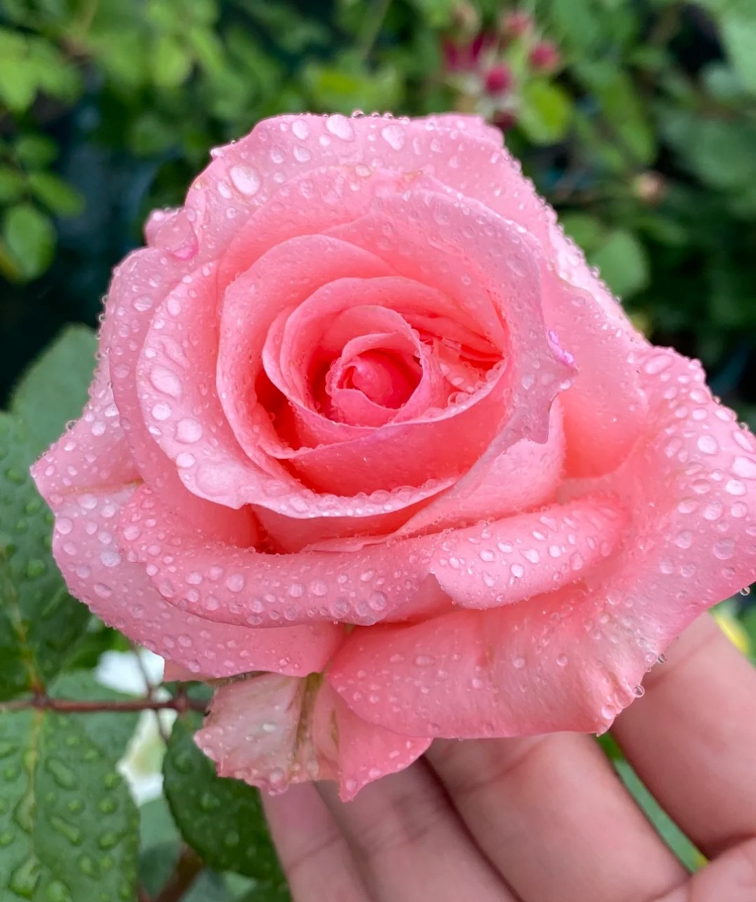 喜欢粉色月季的花友,可以养这个品种——戴安娜,著名的切花月季,在