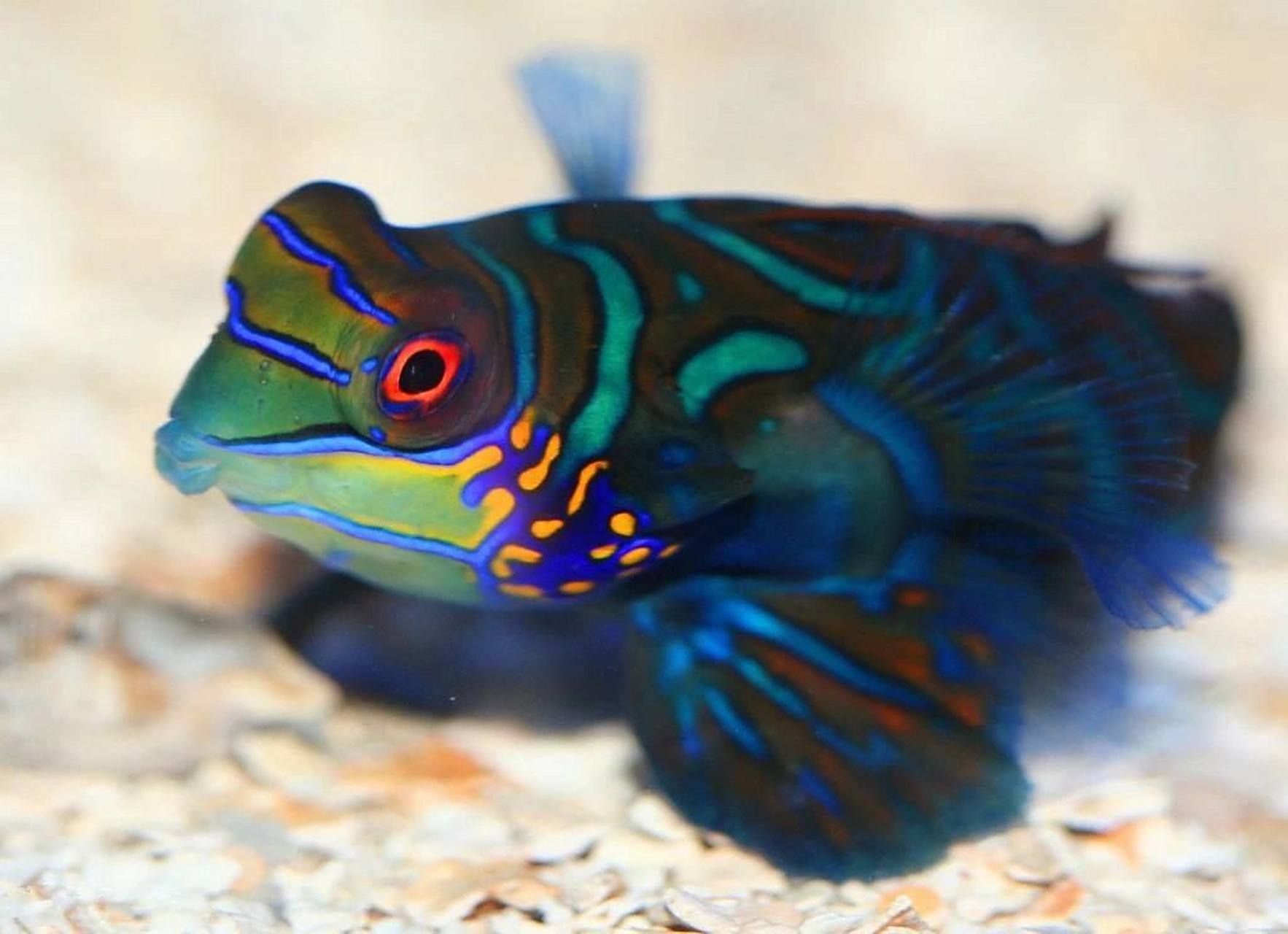 海洋生物-麒麟鱼 又称花斑连鳍,青蛙鱼 90因眼部大而突出且头部轮廓