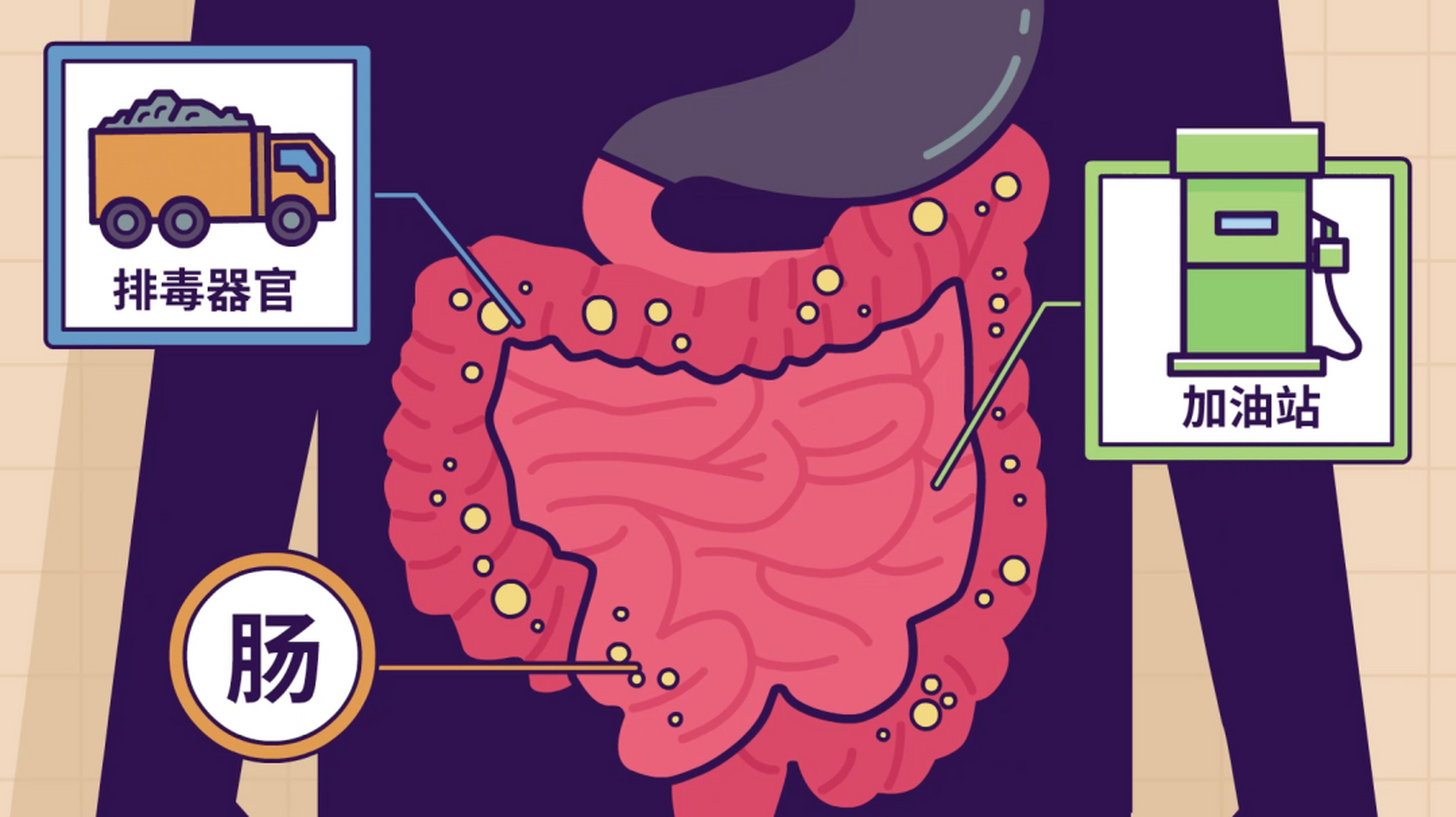 成都博仕胃肠病医院:多点"肠"识,健康"肠"伴  在人体的消化系统中