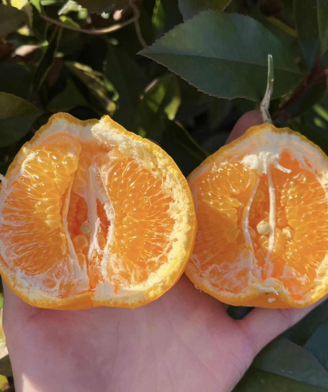 作为一名柑橘类水果的狂热爱好者,我总是喜欢尝试各种不同的品种.