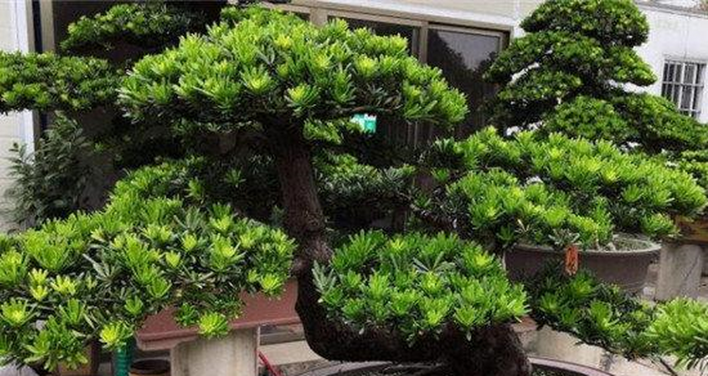 罗汉松的养殖方法1土壤日本罗汉松适应力很强,对土壤要求不严,喜生于