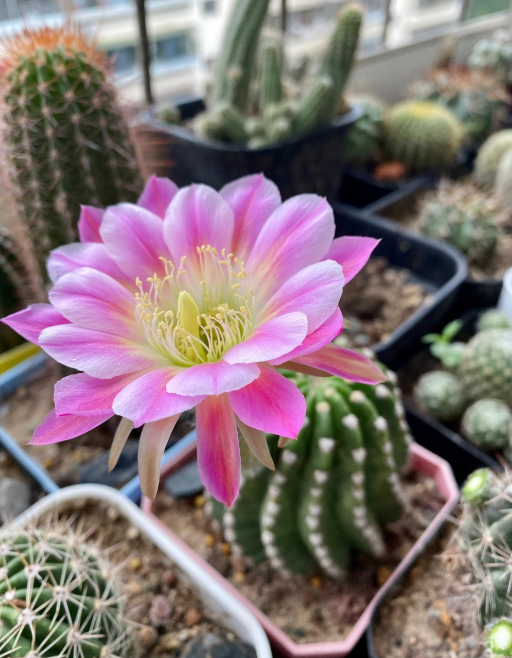 喜欢仙人球的花友,给你们推荐一个很值得养的品种——丽花球"调色板"