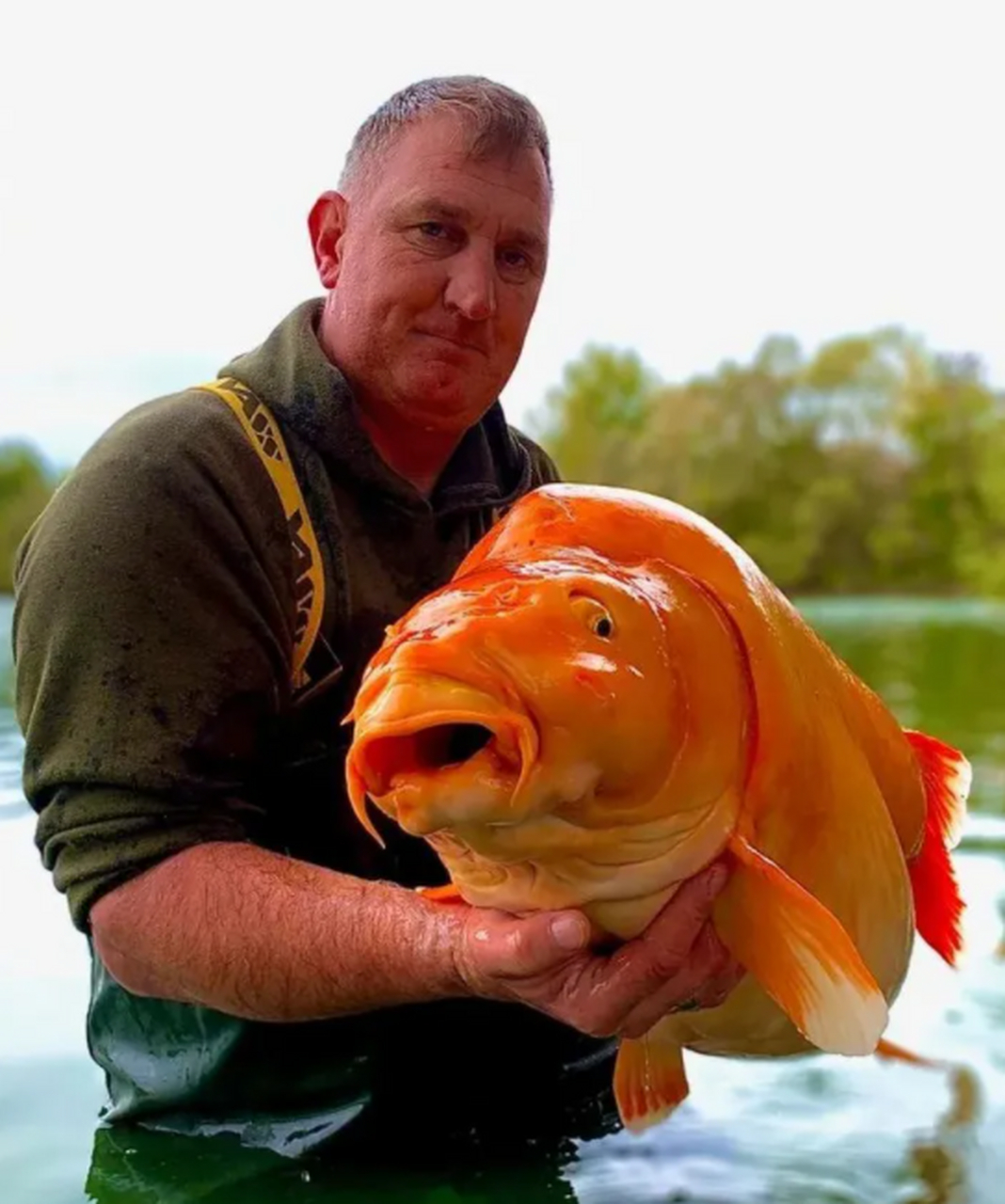这是有记录以来世界上最大的金鱼