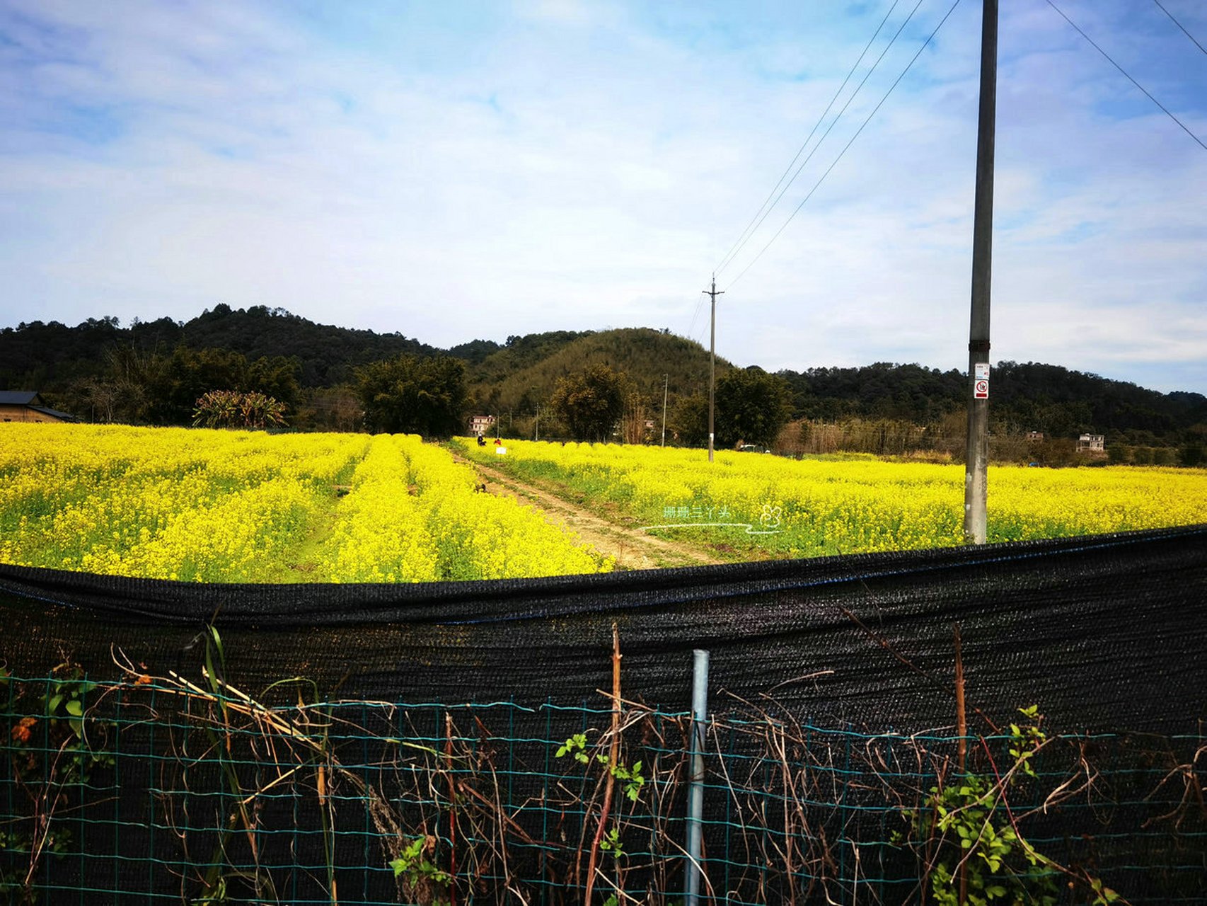 广州吕田大片油菜花绽放,门票25元,来吗?