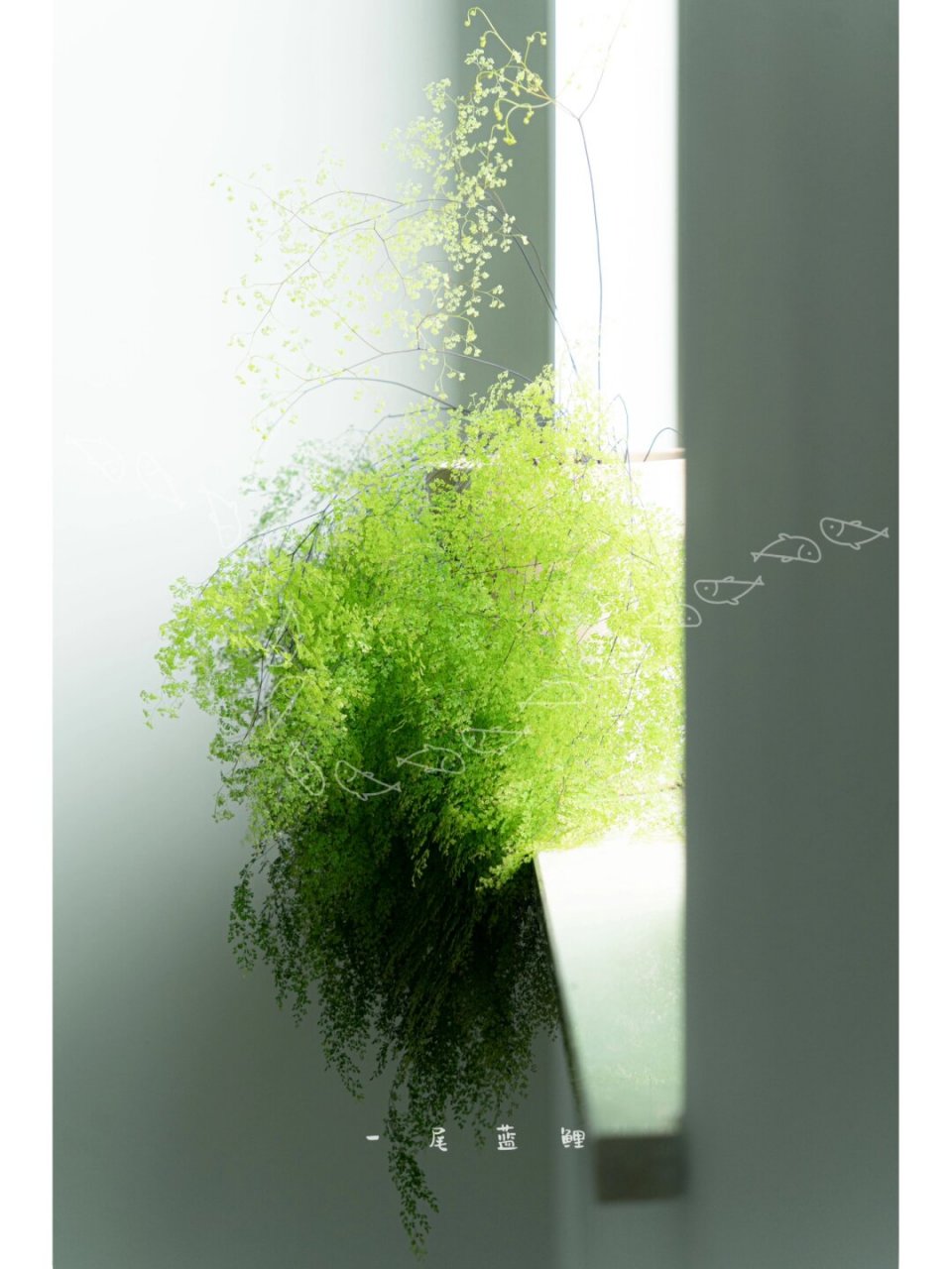 细叶铁线蕨  铁线蕨不容易养死,但很容易养残