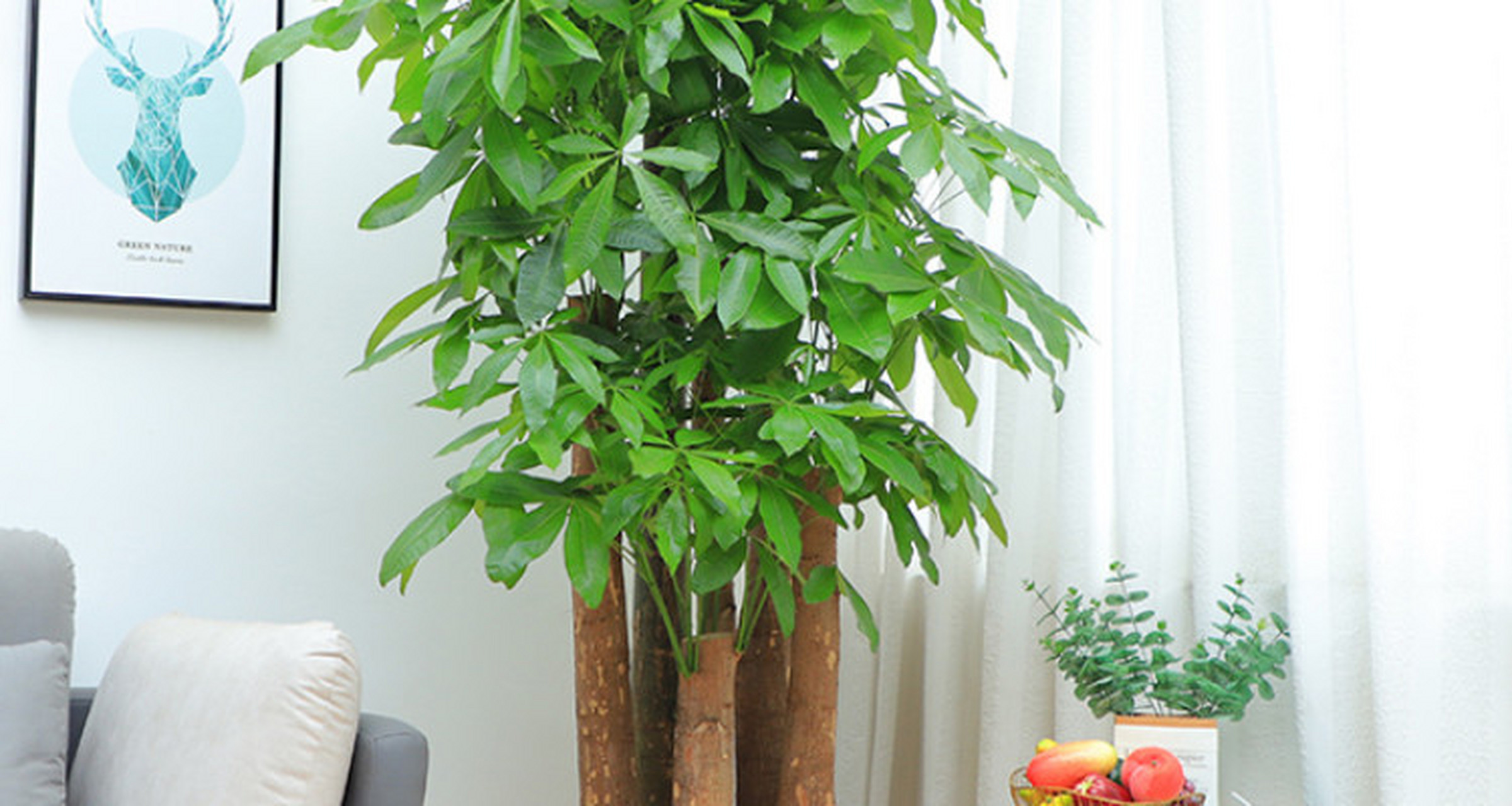 富贵树怎么养才能更旺盛  富贵树是一种常见的家庭盆栽植物,它的美丽