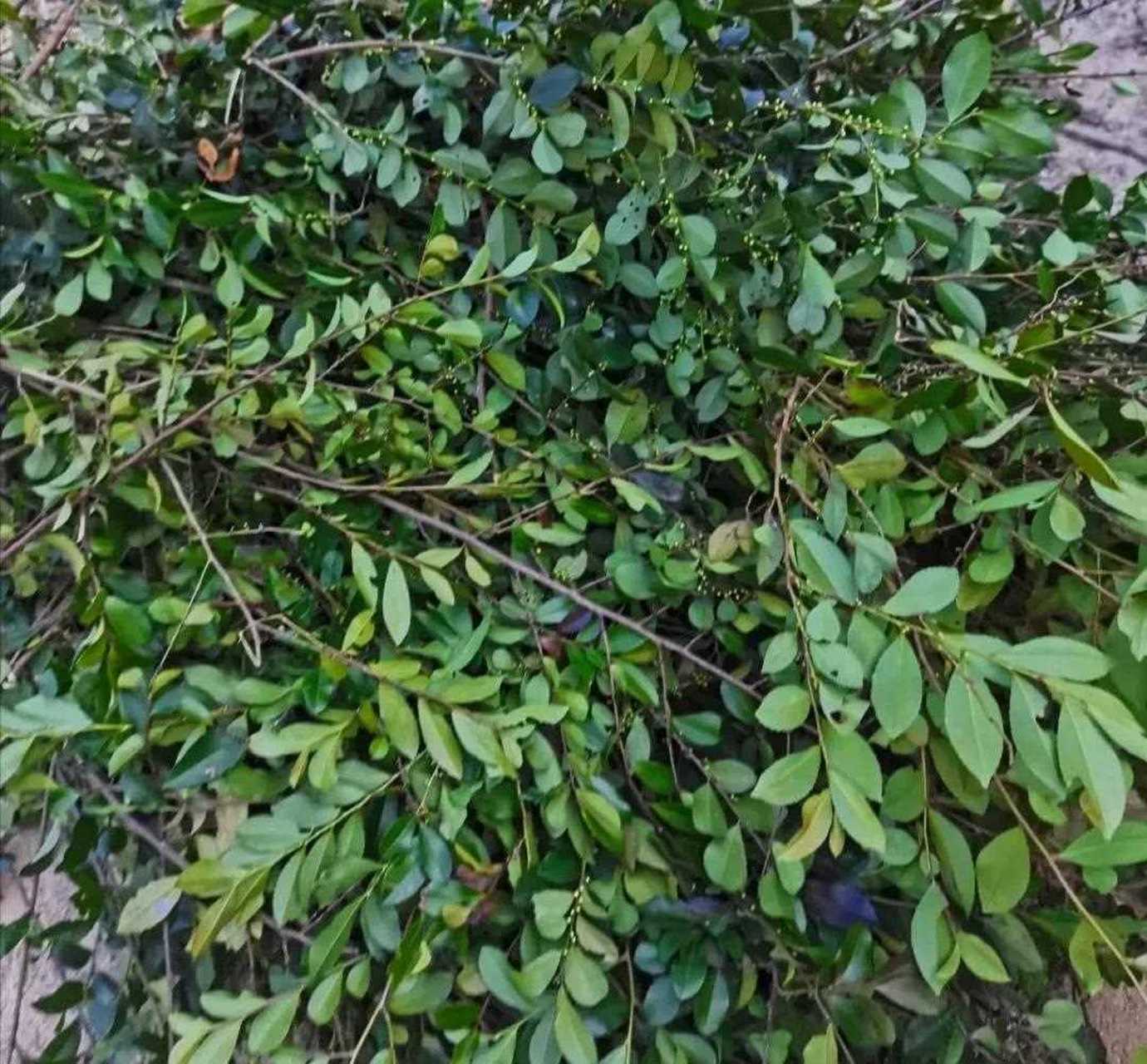 清远人爱吃的灰水糍,最全做法来了,赶紧学起来吧!灰水糍到底是什么?