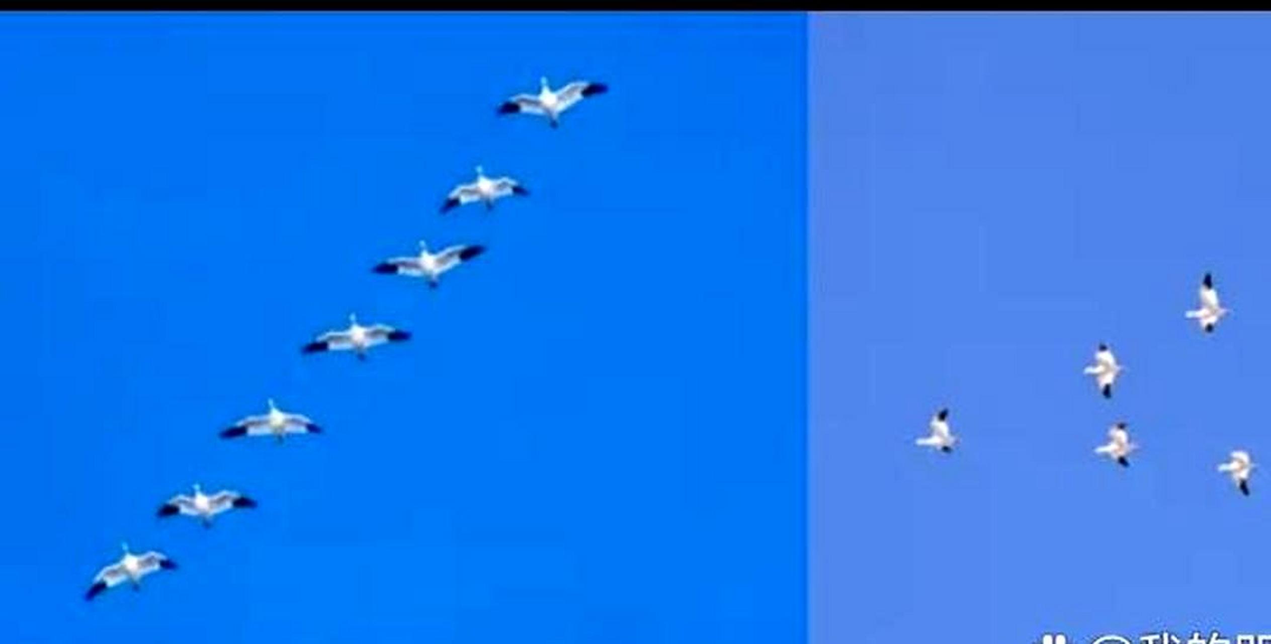 大雁不是排成一字或人字的形状飞行的,而是采用v字形飞行.