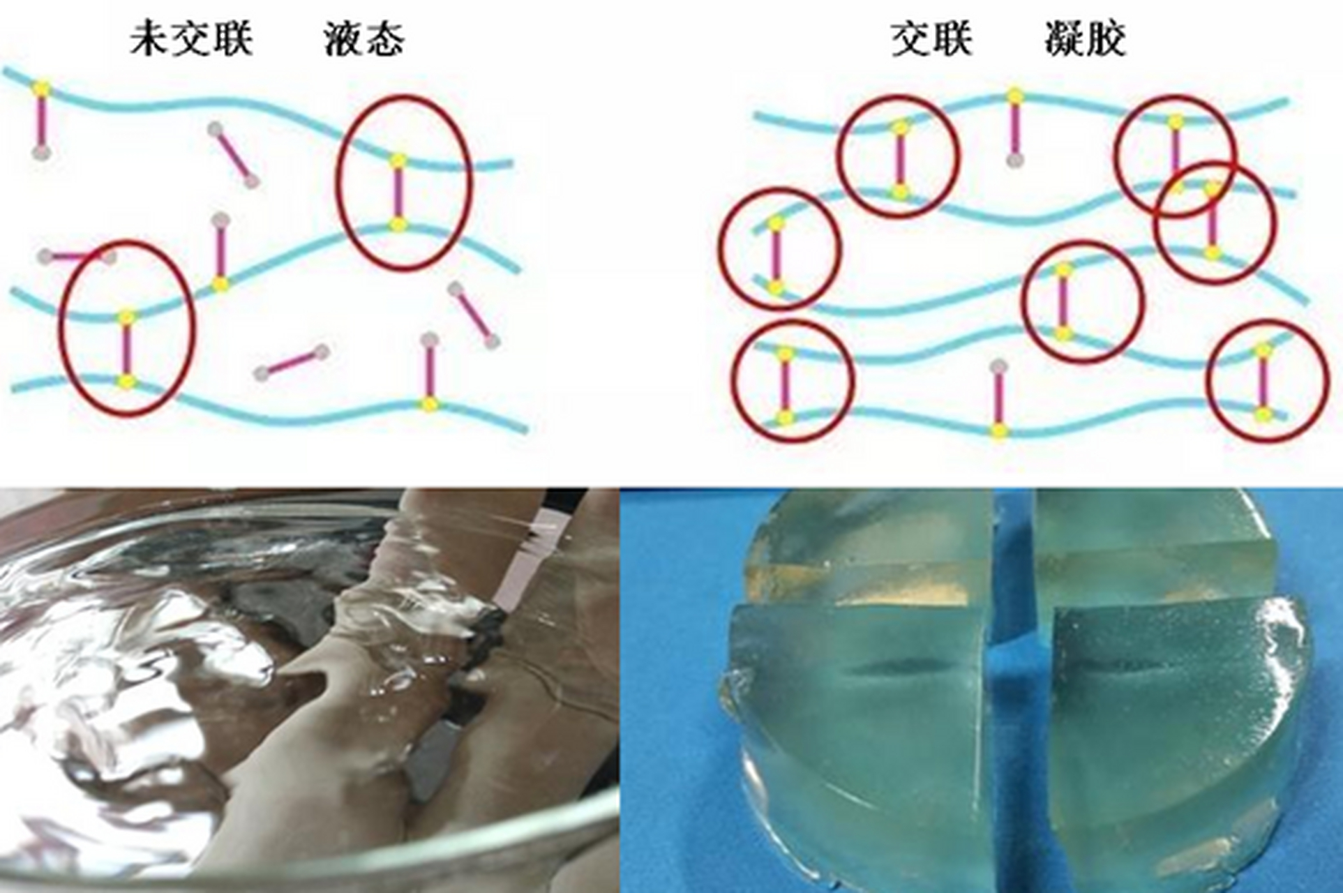 玻尿酸要用非交联还是交联的?