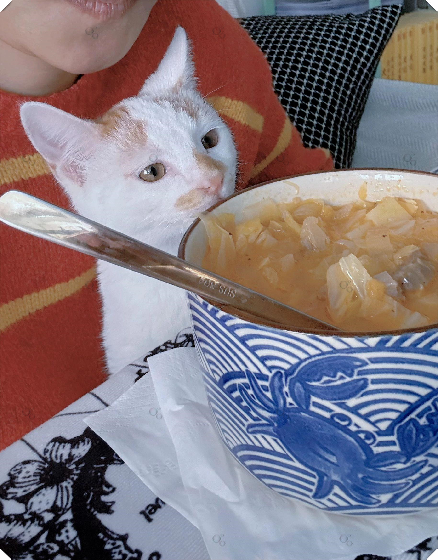 馋猫来袭,可爱爆表