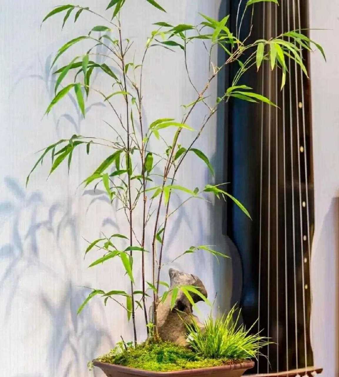 家有翠竹  赏心悦目  竹盆景佳作欣赏