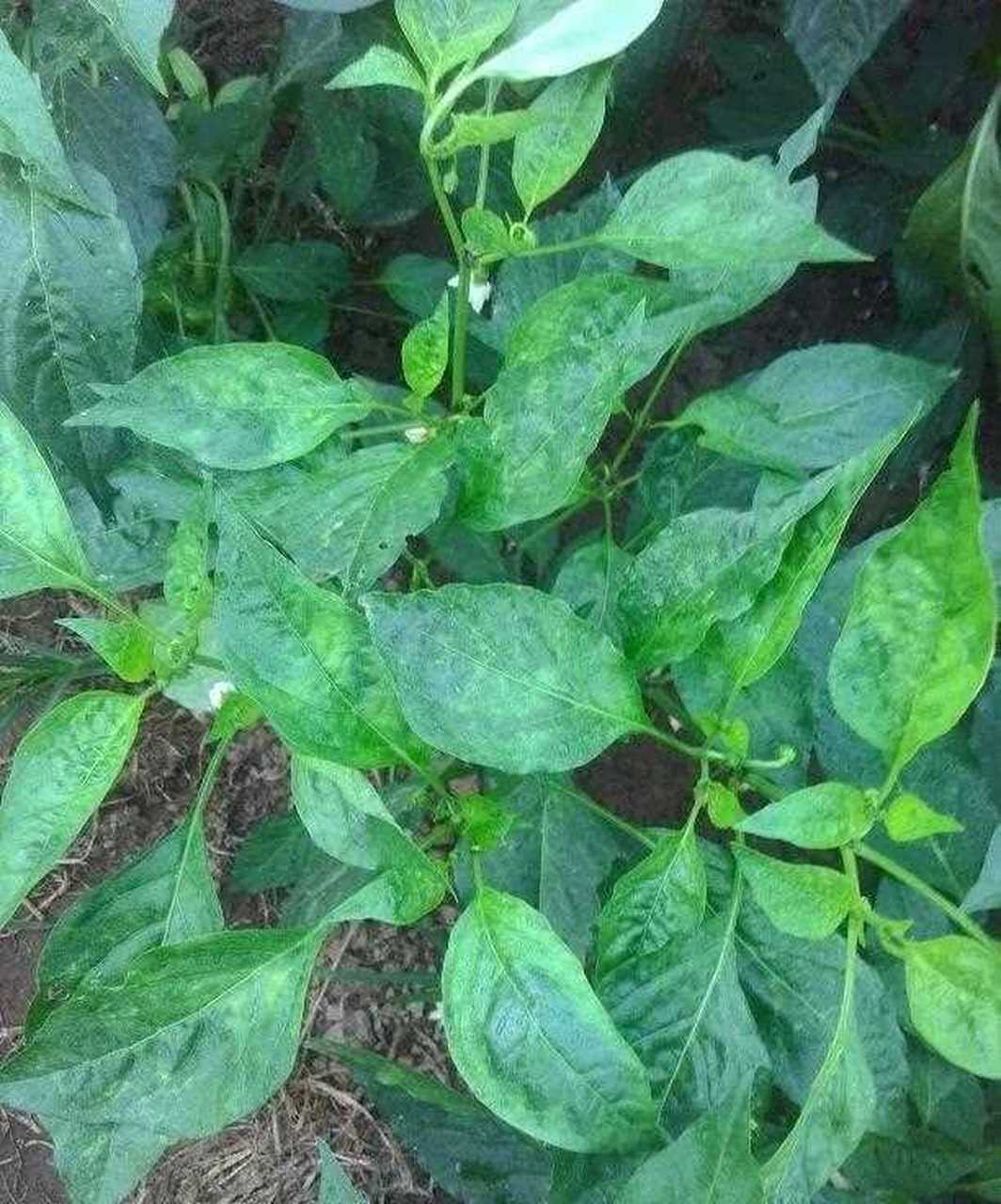 被误认为是辣椒苗的野菜.[?