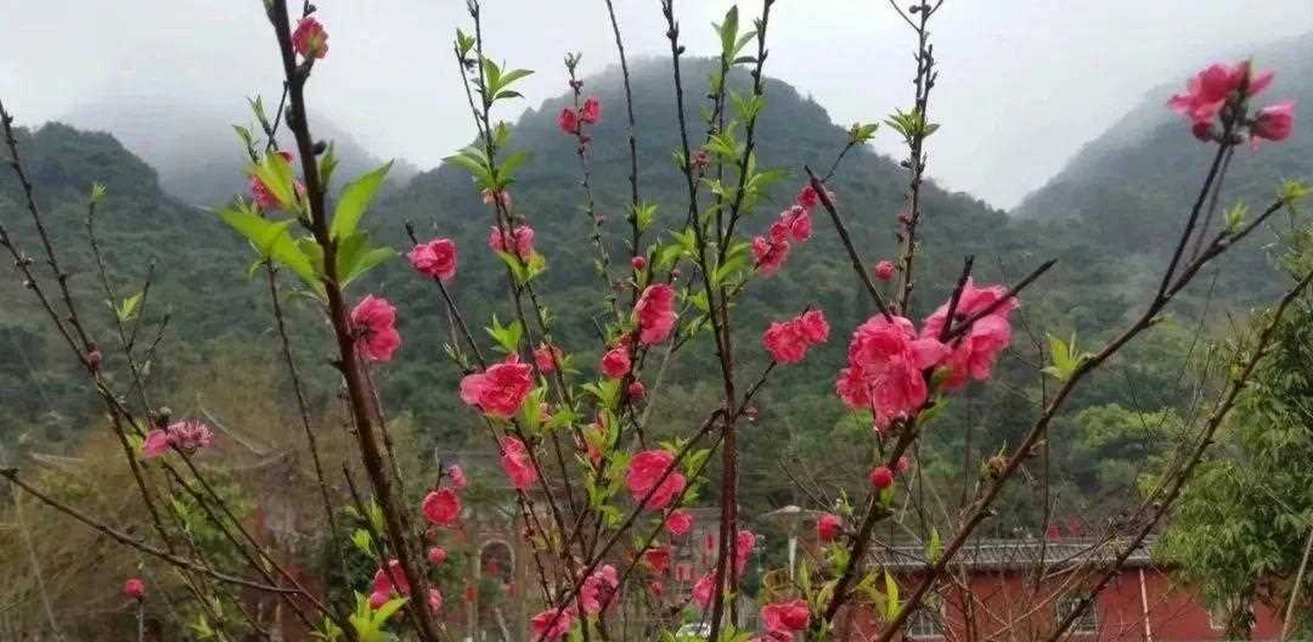 雨后的兴业县鹿峰山[鲜花]