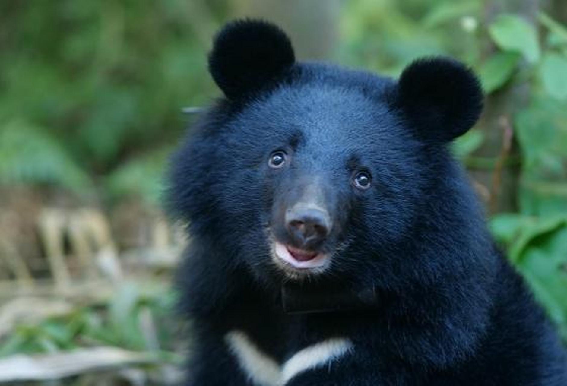 2010年,辽宁一位农妇收养了一只受伤的小黑熊,天天在家捣蛋拆家,农妇