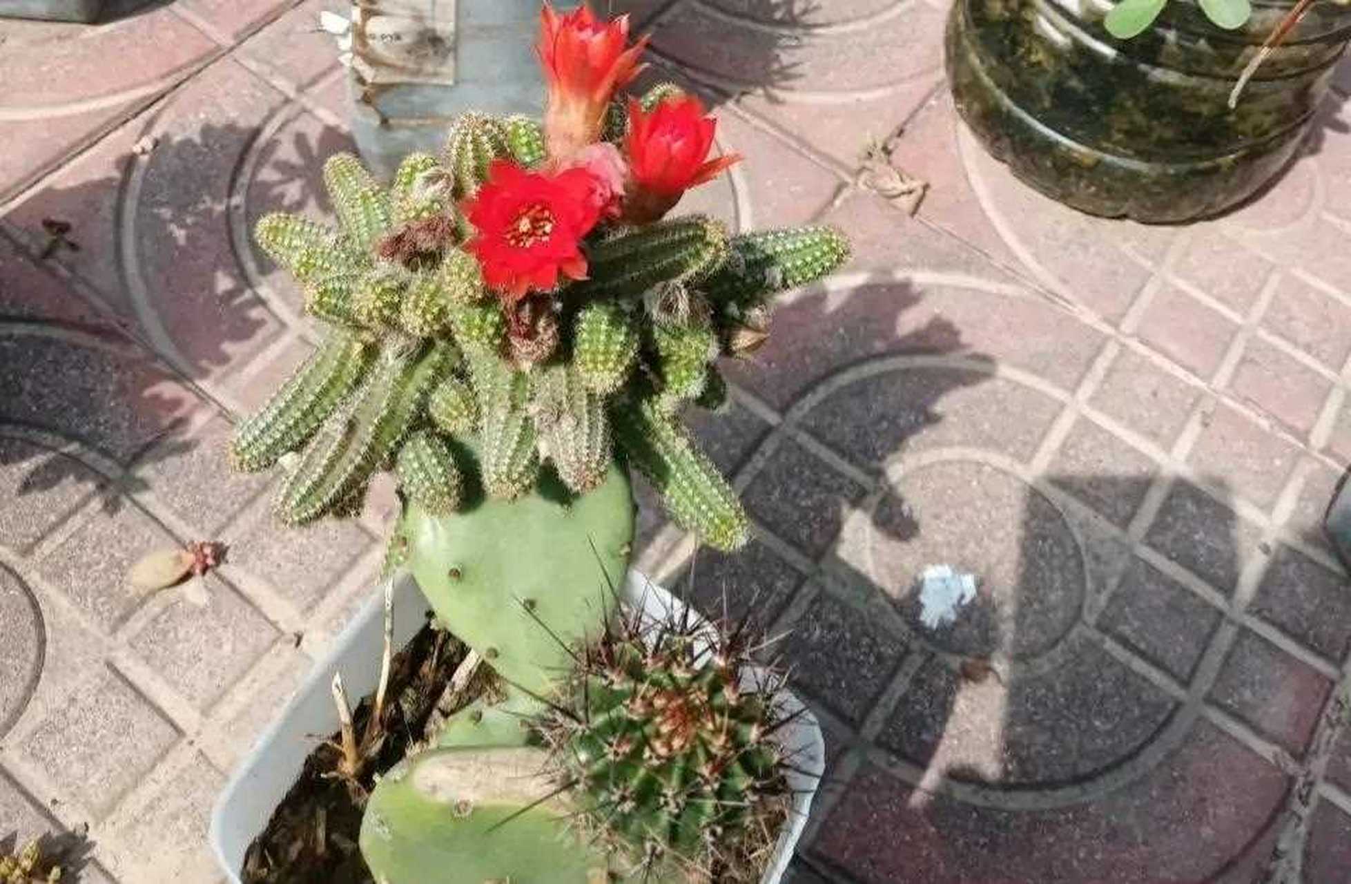 [流泪]  要想白檀仙人掌开花多,首先就要将它养得很茂盛.