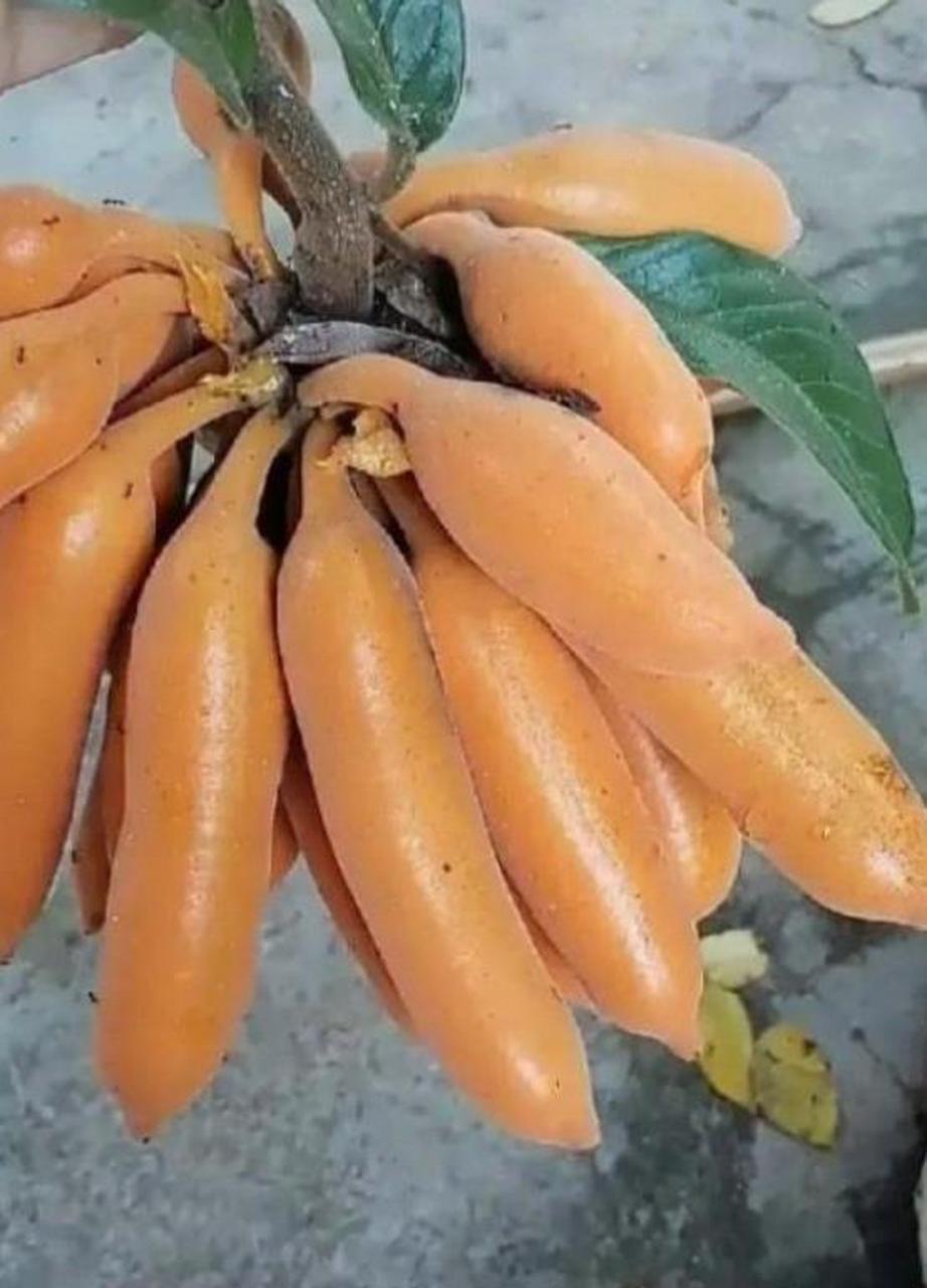 这是什么奇怪水果啊,看起来像香蕉,但总觉得有点怪.