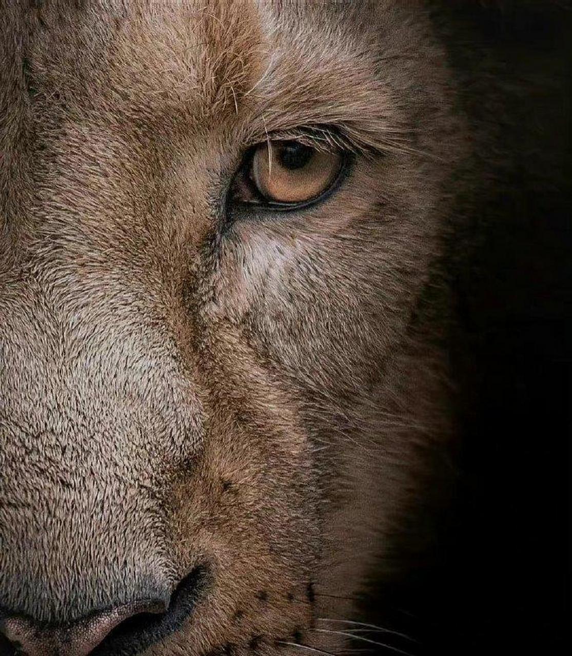 网友:每天和猛兽对视二分钟,猛兽的眼睛可以让你的眼神不再猥琐,雄心