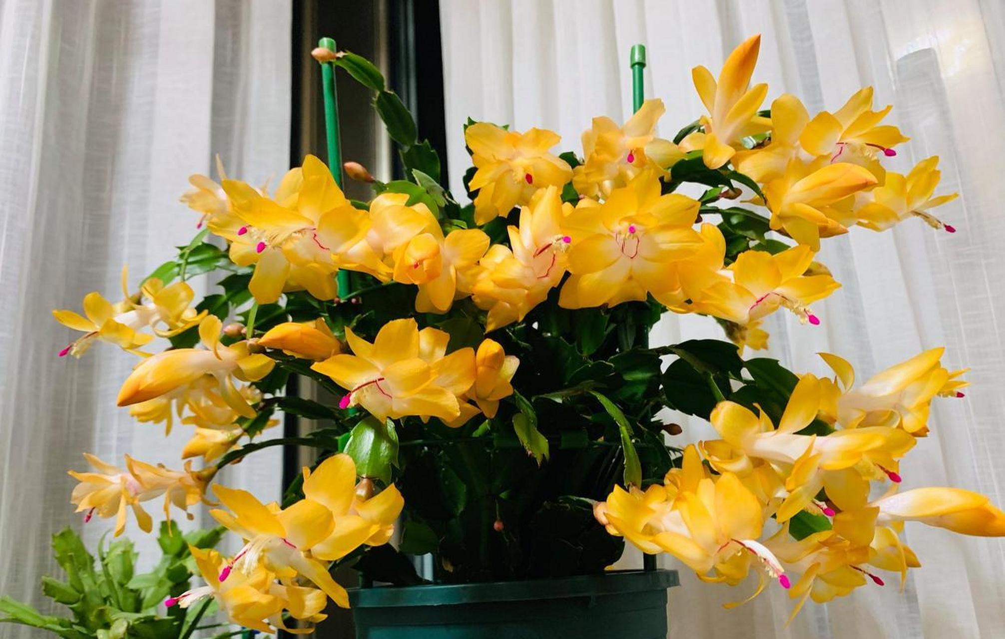 蟹爪兰"索菲亚",黄色系的优秀代表品种,花姿优雅,花色金黄金黄的,在