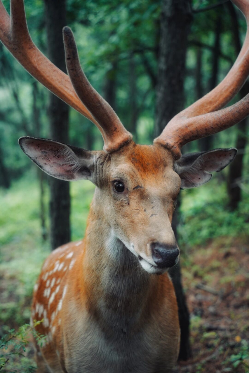 大连真的绝了,满山溜达的野生梅花鹿,也太可爱了吧,和emoji的鹿一模