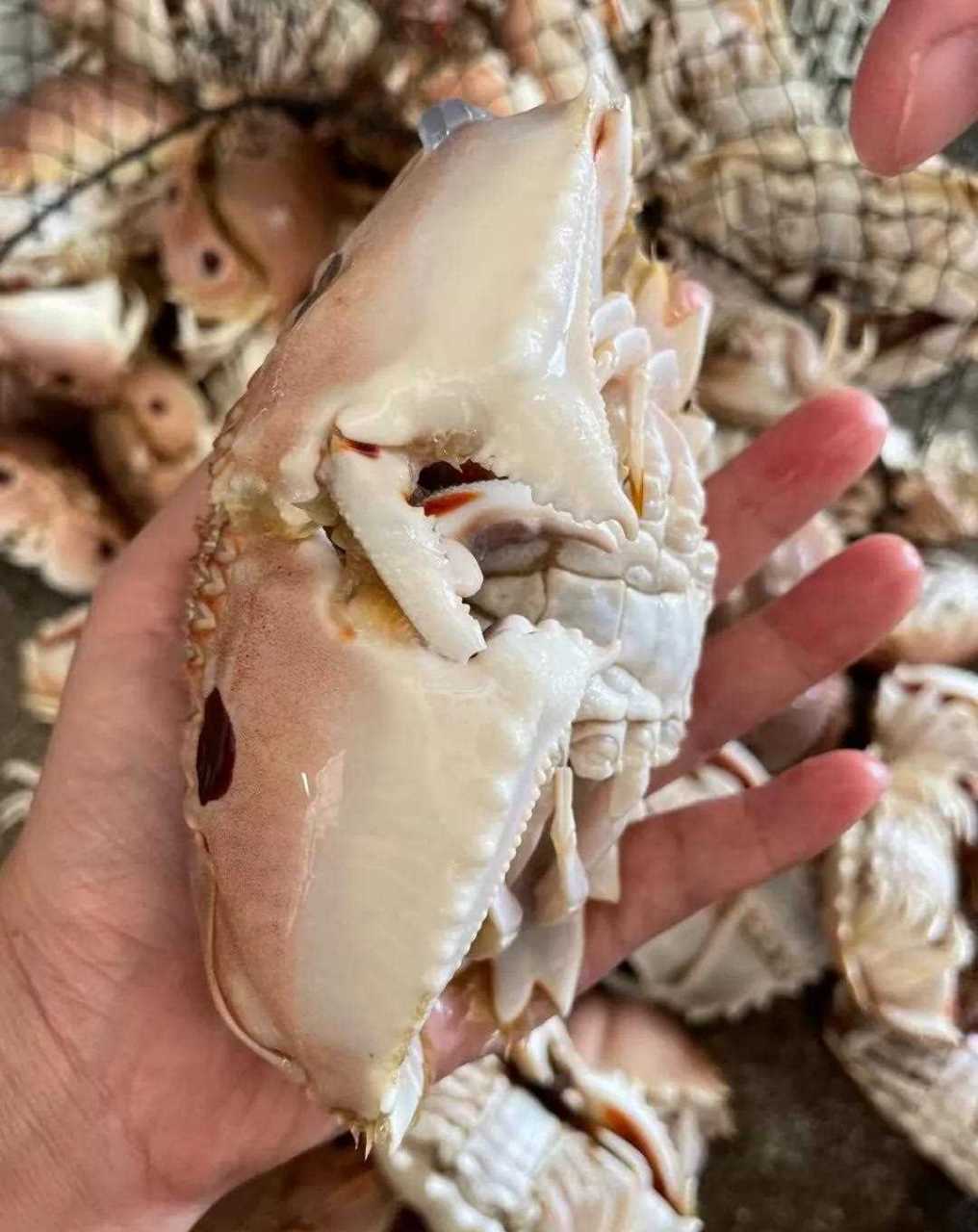 面包蟹元宝蟹蟹脚肉多多爆炒辣炒美味