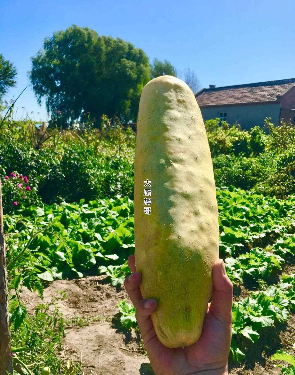 有句民间谚语说老黄瓜刷绿漆,装嫩!