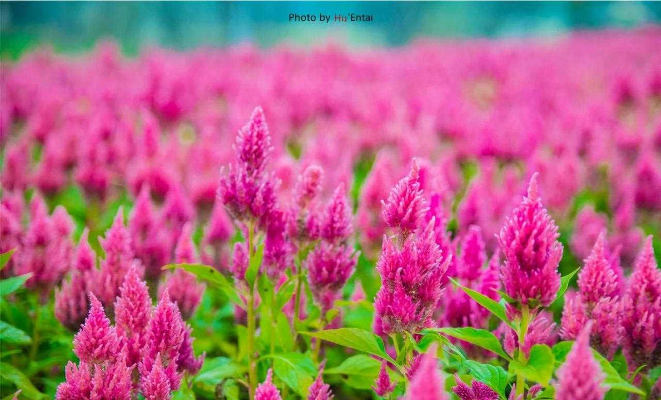 伴着细雨游花谷奇缘