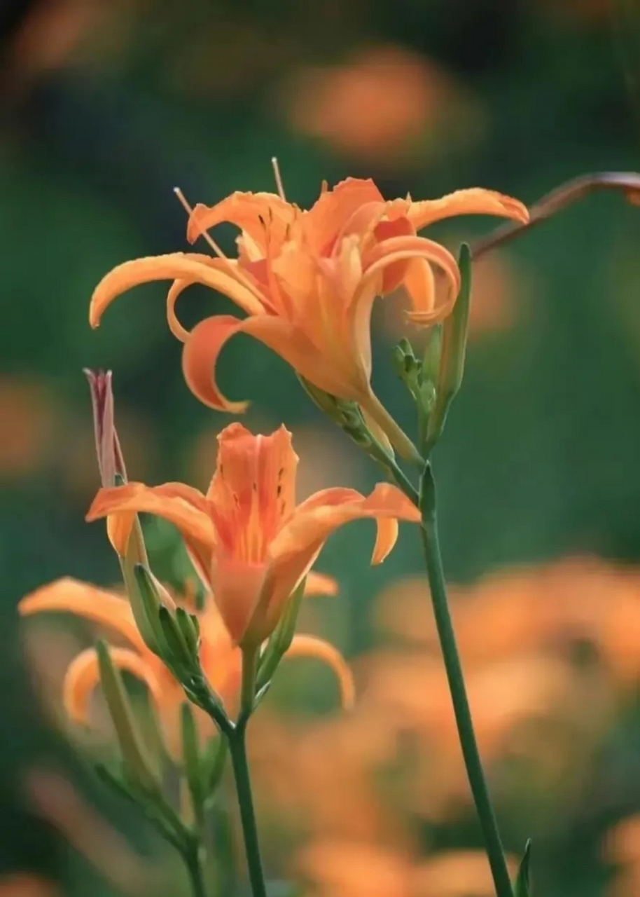 世界上有个母亲节,那就是每年5月的第二个星期天.