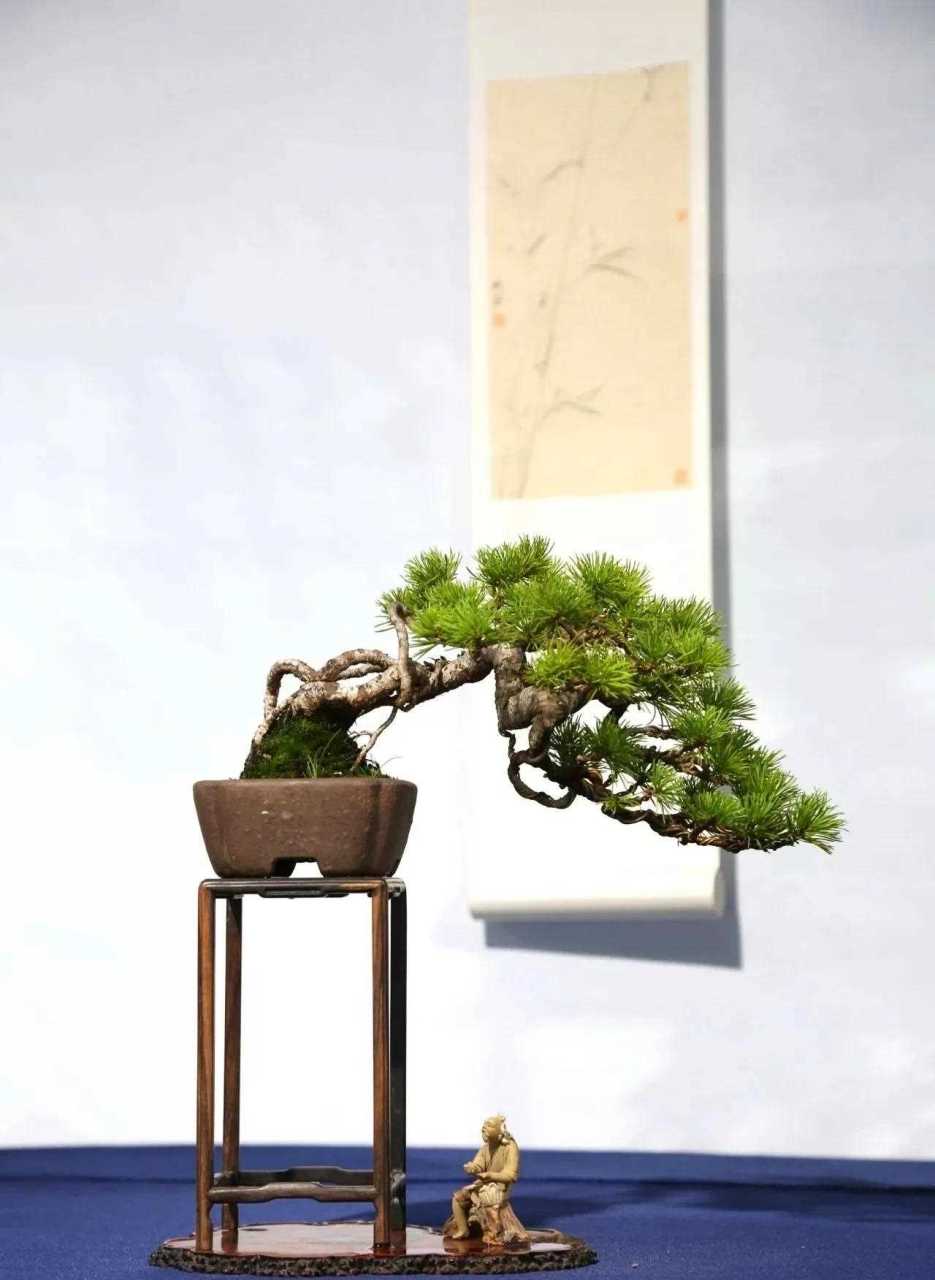 指尖上的盆景  全国小微盆景优秀作品欣赏[委屈]