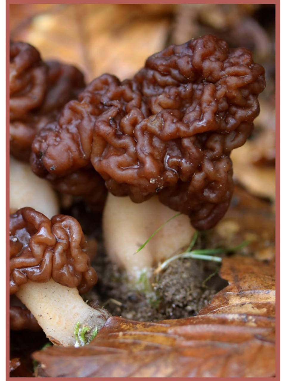 羊肚菌和鹿花菌,傻傻分不清楚,春天是鹿花菌和羊肚菌冒头的季节,鹿花