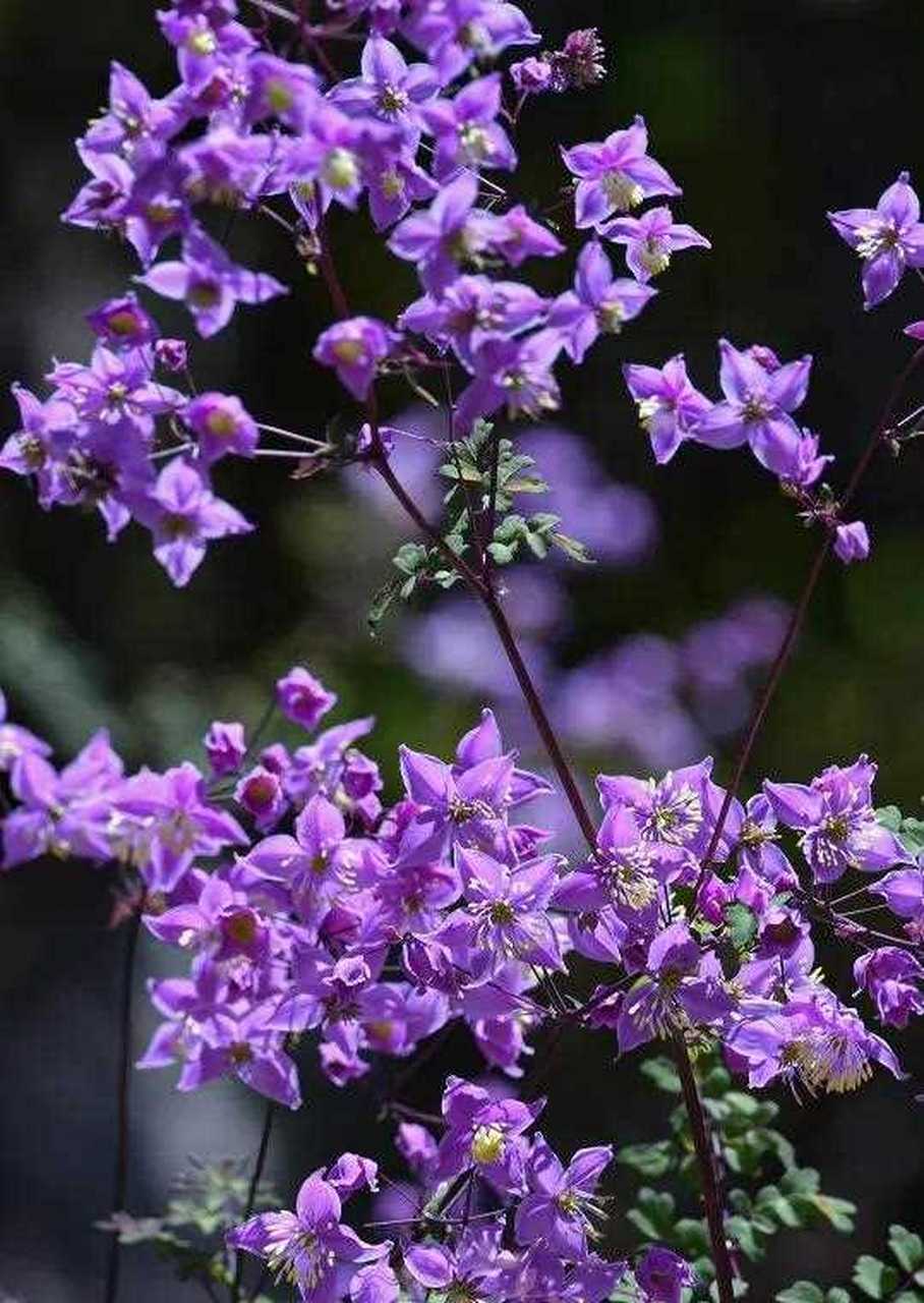 分享～醉美唐松草 雅室幽兰,含笑芬芳, 清雅端庄,气质不凡, 美不胜收