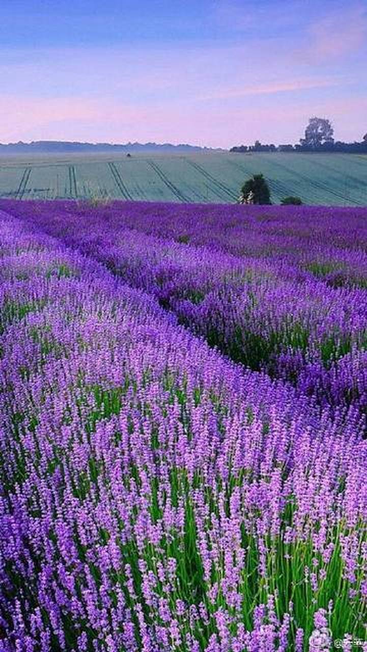 《分开旅行:在路上遇见自己》陶立夏 著.