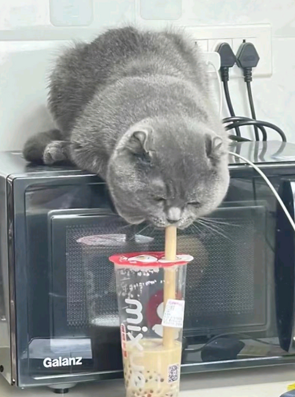 我就上个厕所,结果回来看到猫猫偷喝我的奶茶