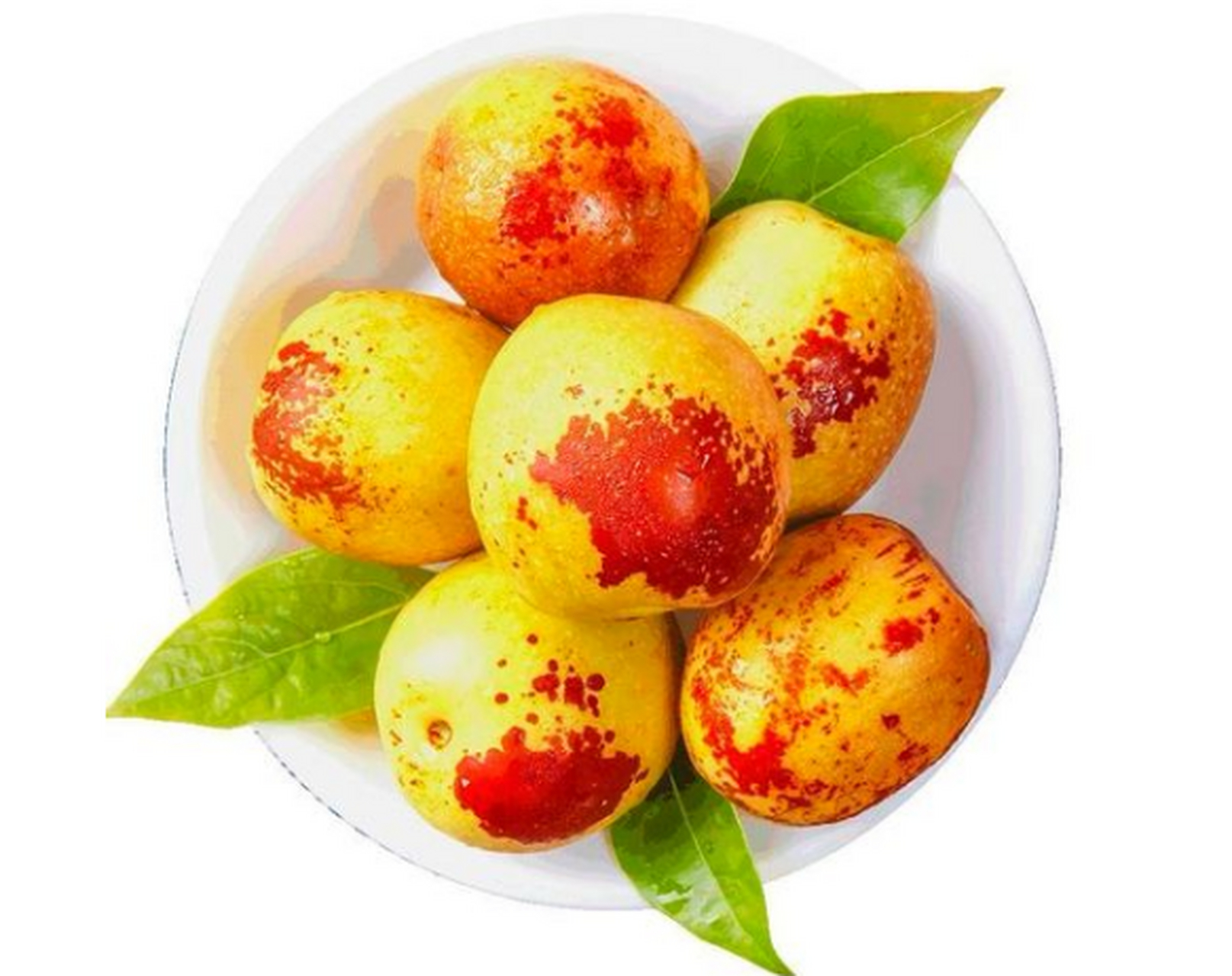 冬枣又叫雁来红,苹果枣,冰糖枣,是一种晚熟的食物品种,因为其汁水多