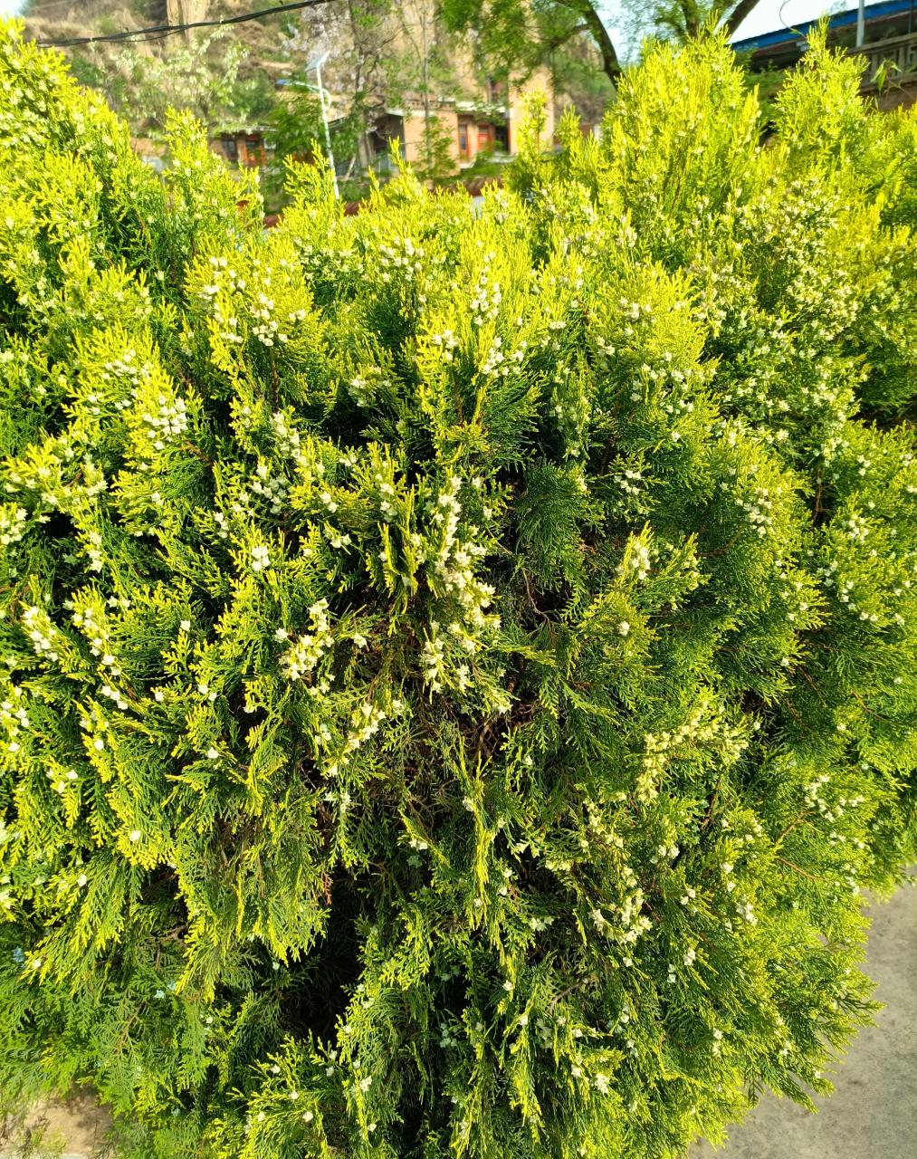 昨晚,很多朋友问侧柏长什么样子.