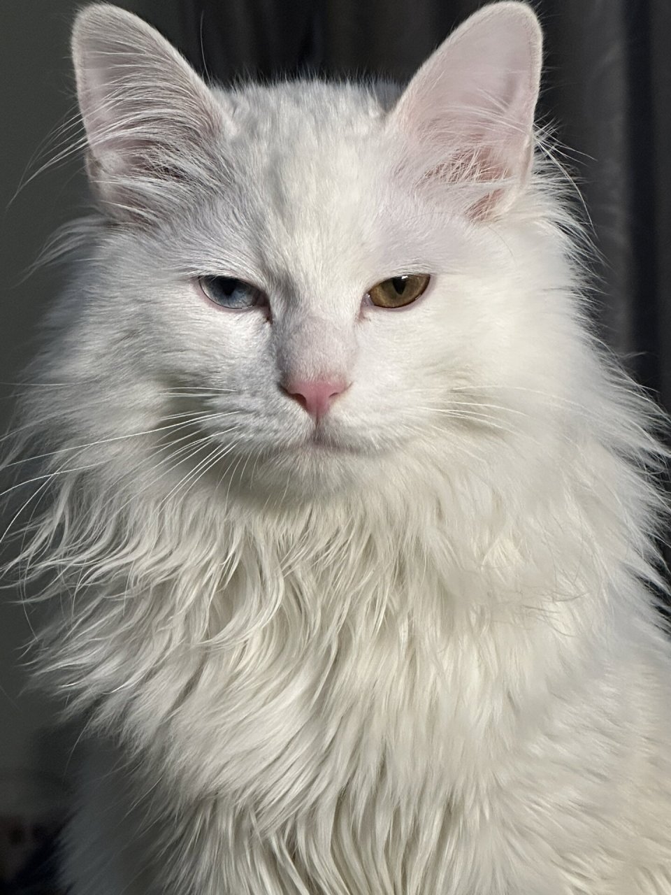 国产白猫永远的神!