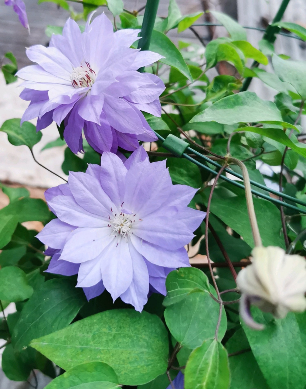 长得像牡丹花的铁线莲——天盐,花型重瓣,厚实饱满的大花朵,还是蓝