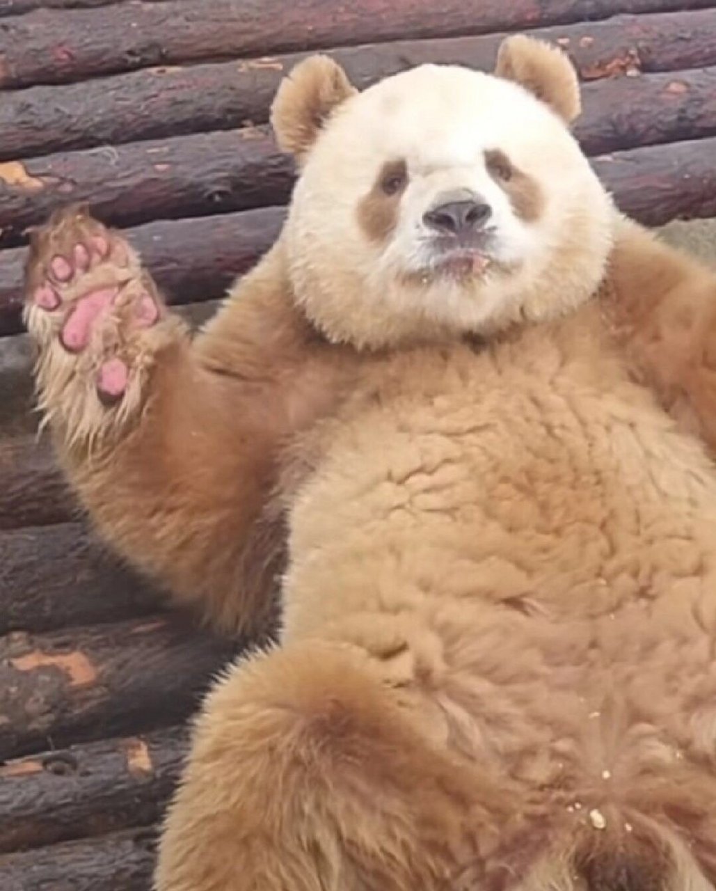 鸿星尔克认养大熊猫七仔