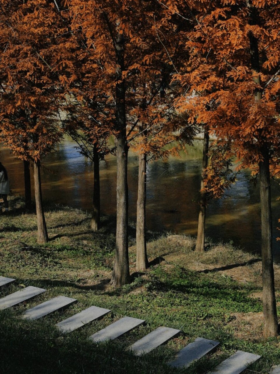 周末来临,我强烈推荐您前往樊川公园,尤其不要错过公园西边的冷芍林