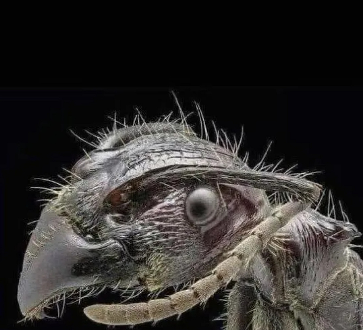 蚂蚁放大一千倍,比老虎还可怕啊!